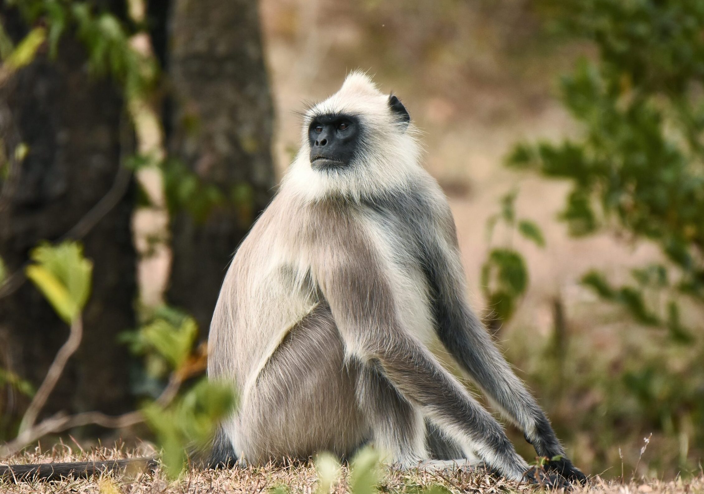 Birdwatching in the dry forests of Chinnar Wildlife Sanctuary, Kerala, India