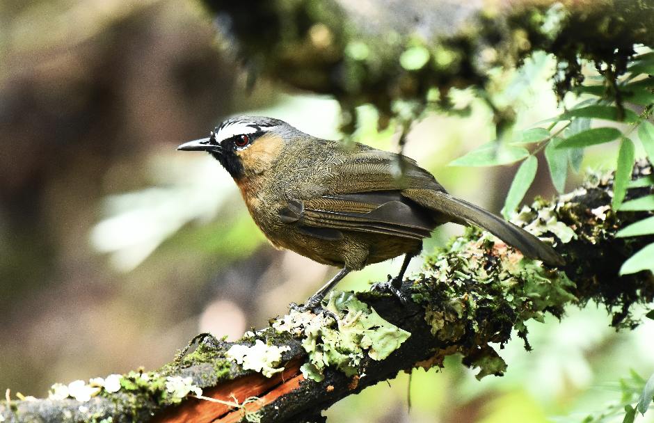 Birding in the Nilgiri Hills near Ooty, Tamil Nadu, India