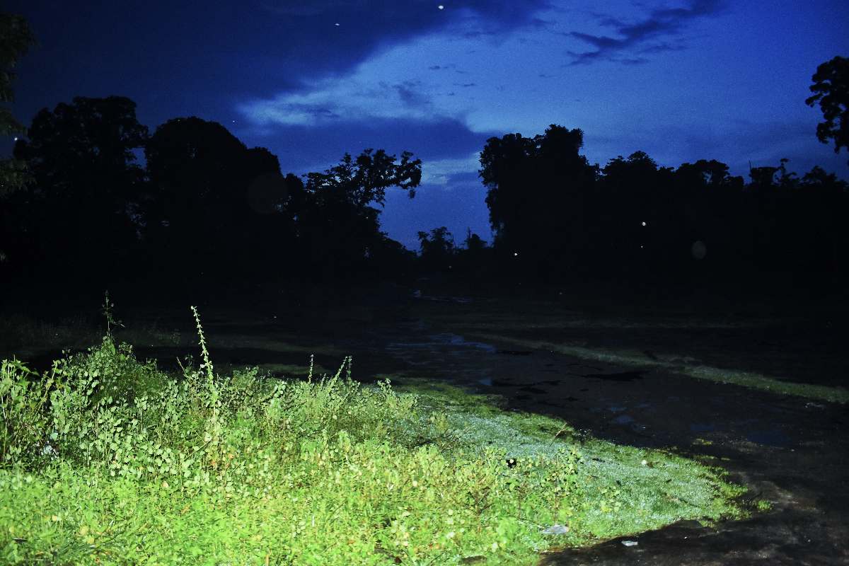Night birding experience in the forests of Kerala India