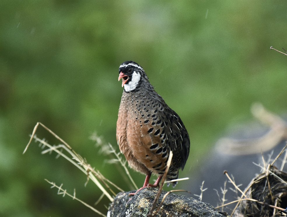 Birdwatchers exploring the highlands of Munnar, Kerala, South India