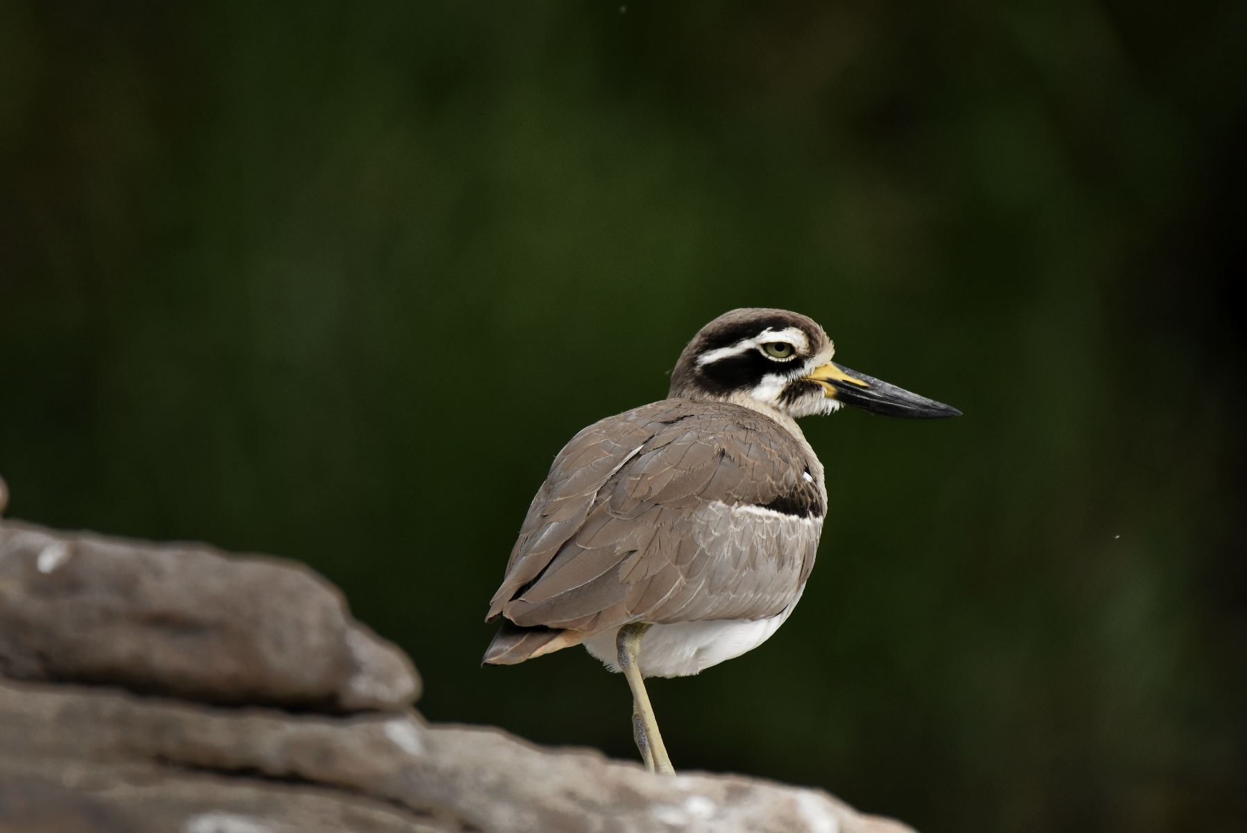 Waterbird watching at Ranganathittu Bird Sanctuary, Karnataka India
