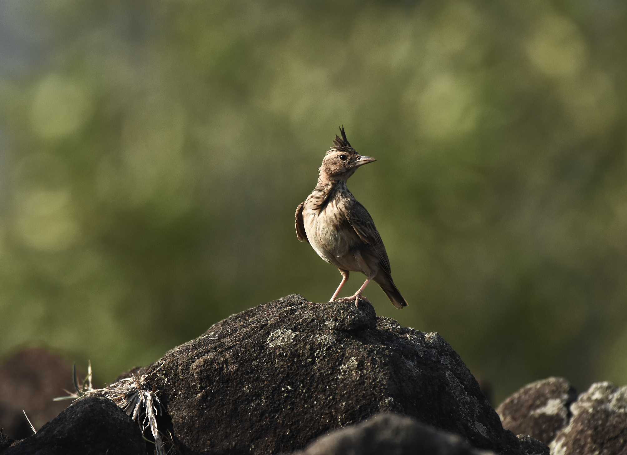 Birdwatching and wildlife experience in Mudumalai Tiger Reserve, India