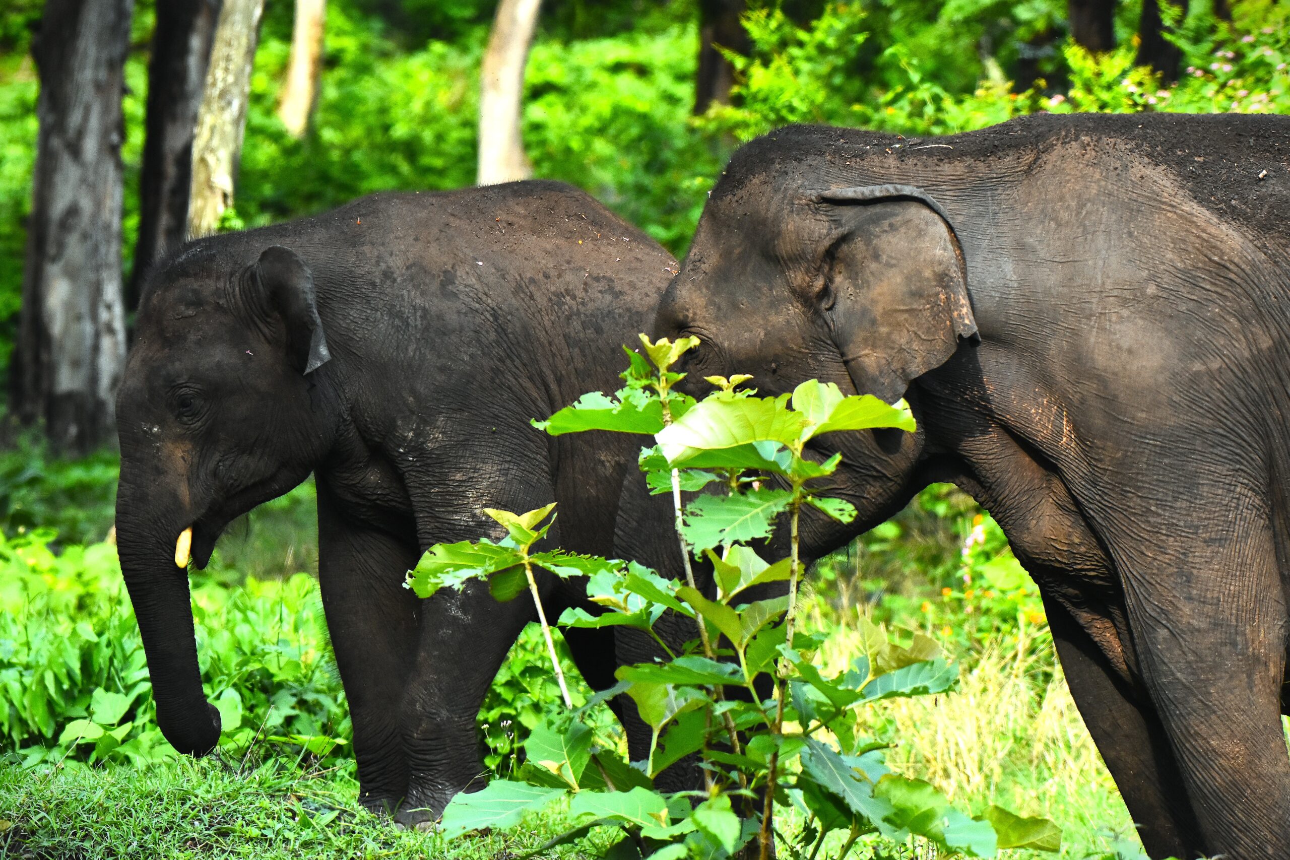 Asian Elephant in the forest during a South India wildlife tour