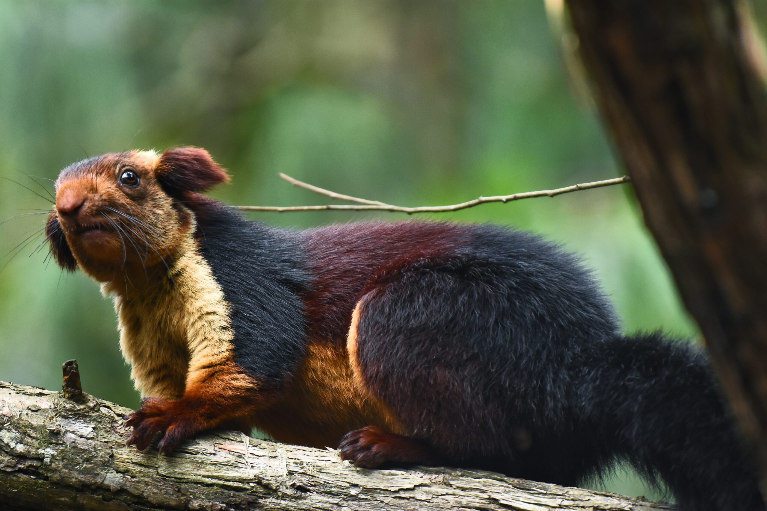 South India wildlife tour through Kerala and Karnataka forests