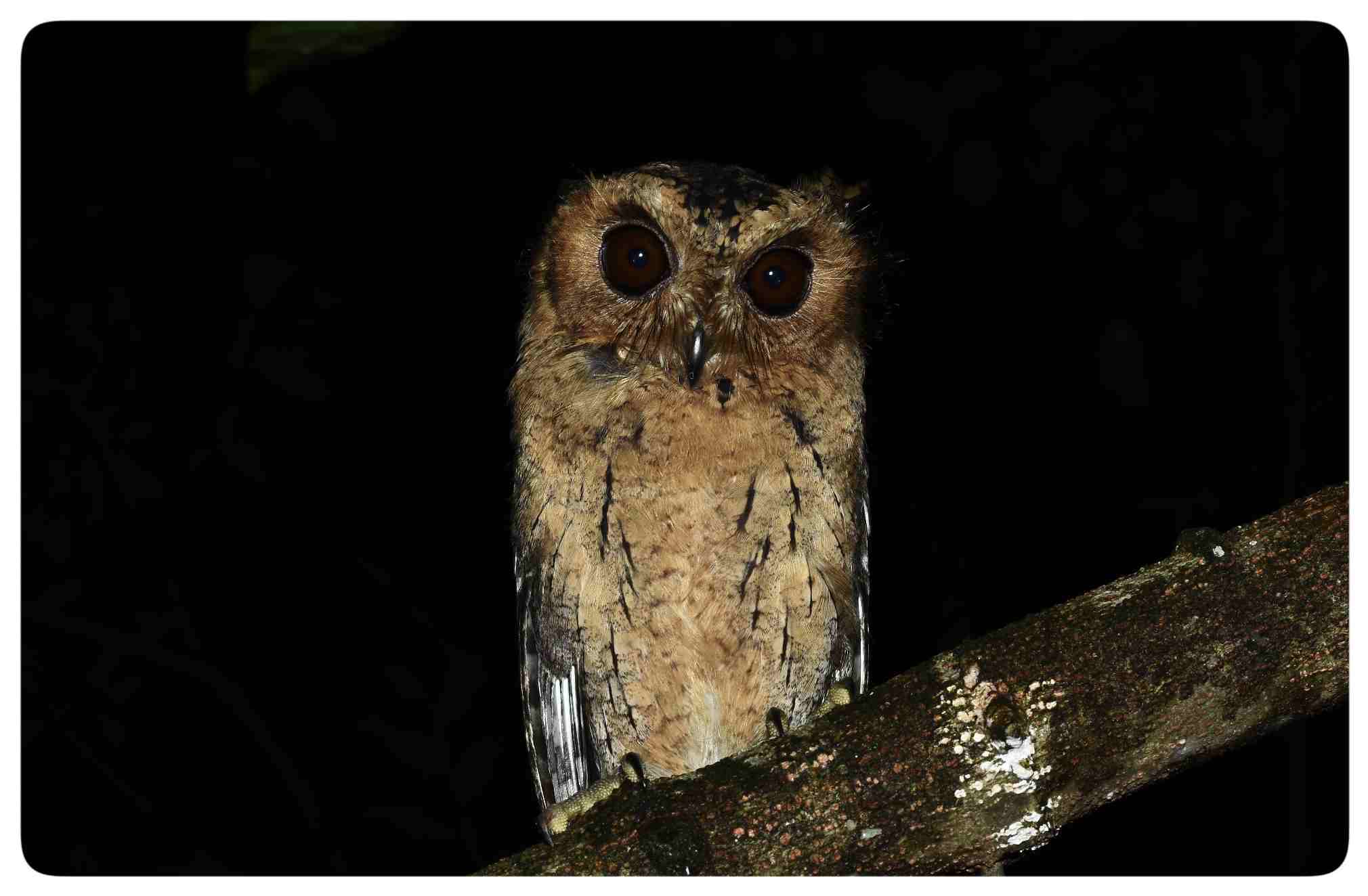 Night Birding in Thattekad Kerala